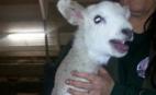 Five-legged lamb born at Whitehouse Farm, Morpeth